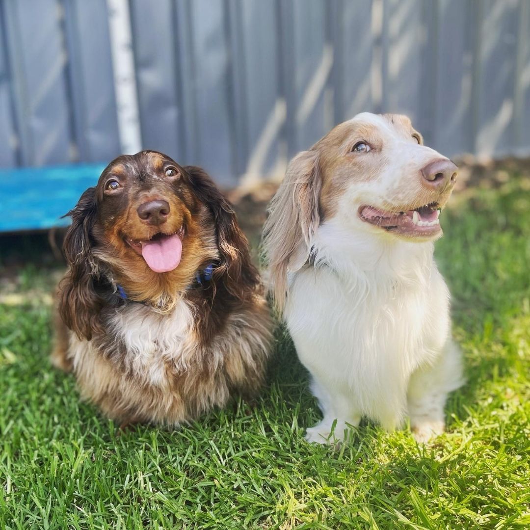 Sydney Petlands Facebook ad from May 6, 2025