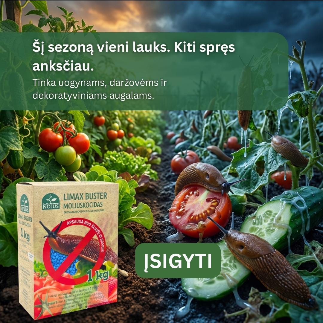 Nojaus sėklos Facebook ad