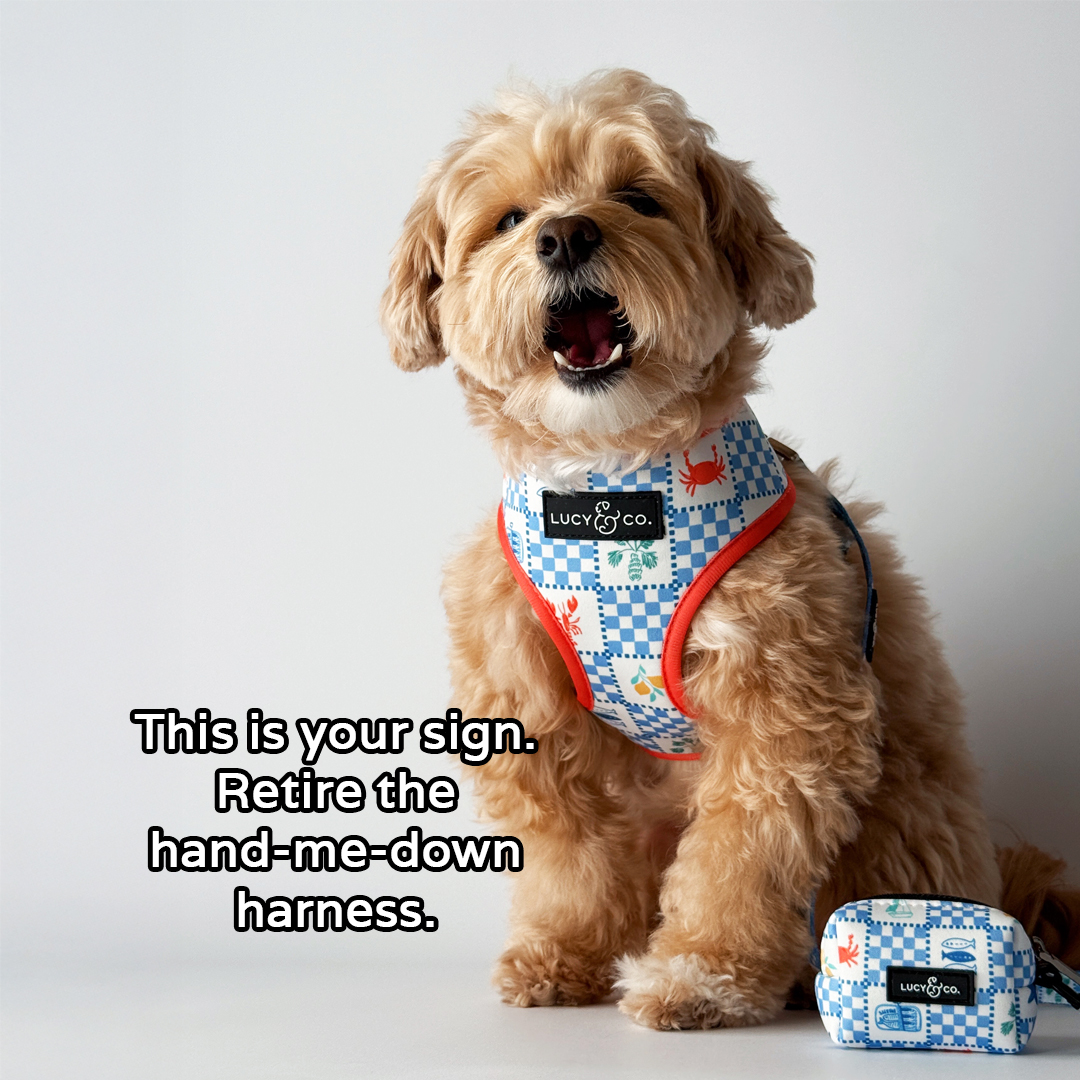 Lucy & Co. Facebook ad