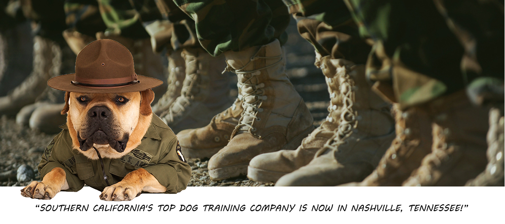 K-9 Companions National Headquarters Facebook ad: Dog Training Services
