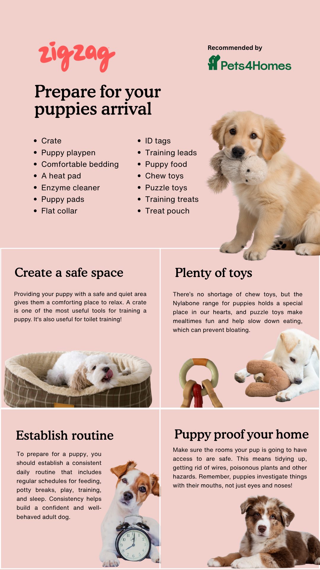 Zigzag Puppy Coach Facebook ad