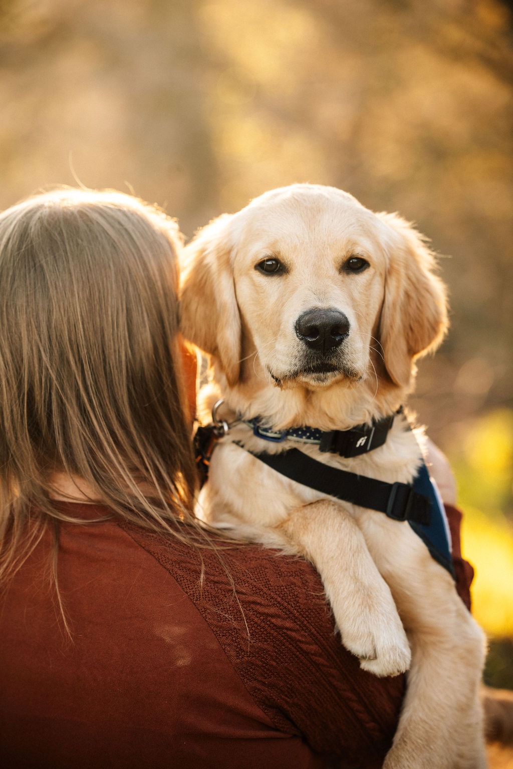 Dogs for Better Lives Facebook ad