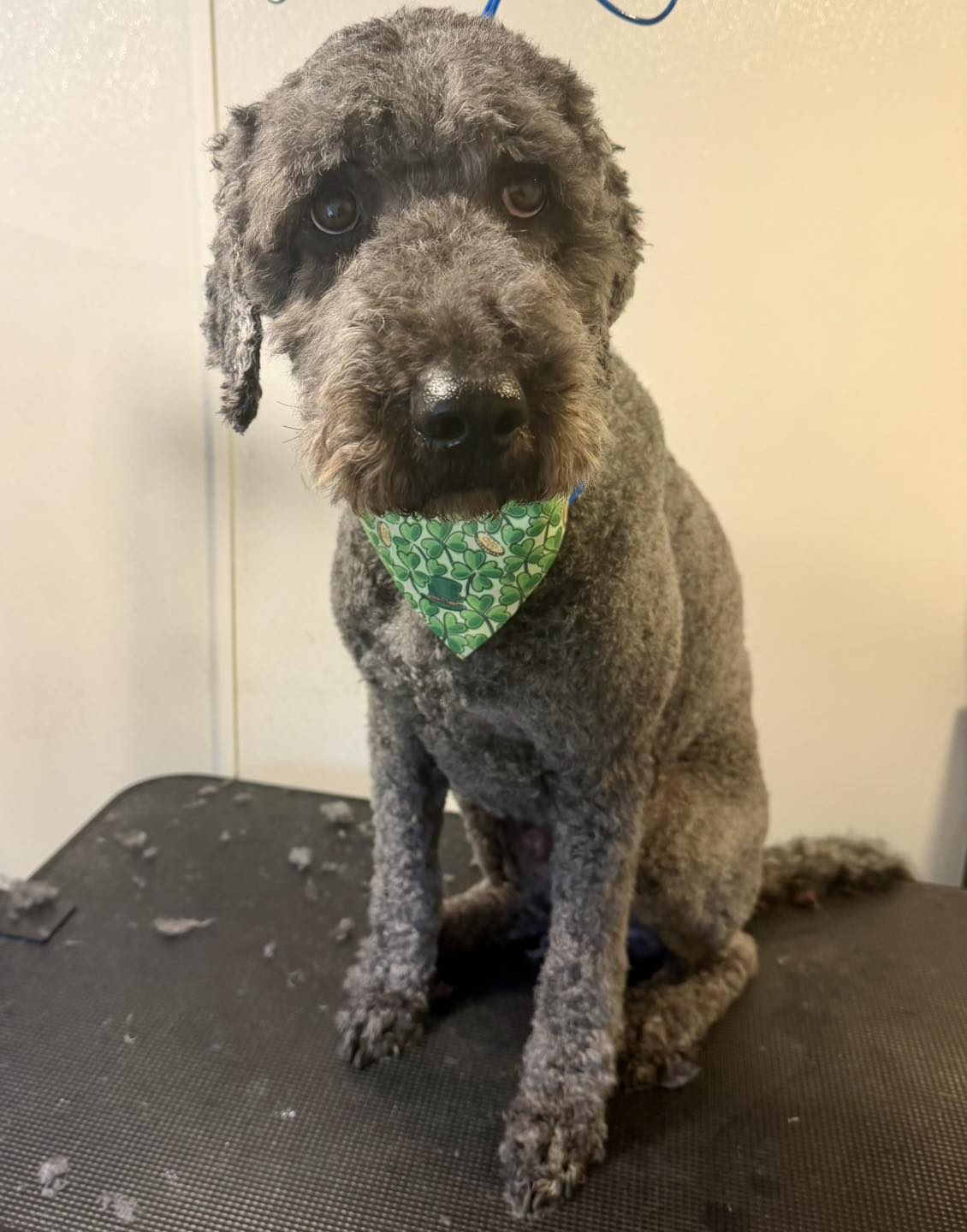 The Dog Lady: Marion Il Pet Services Facebook ad: All cleaned up and ready to be told…