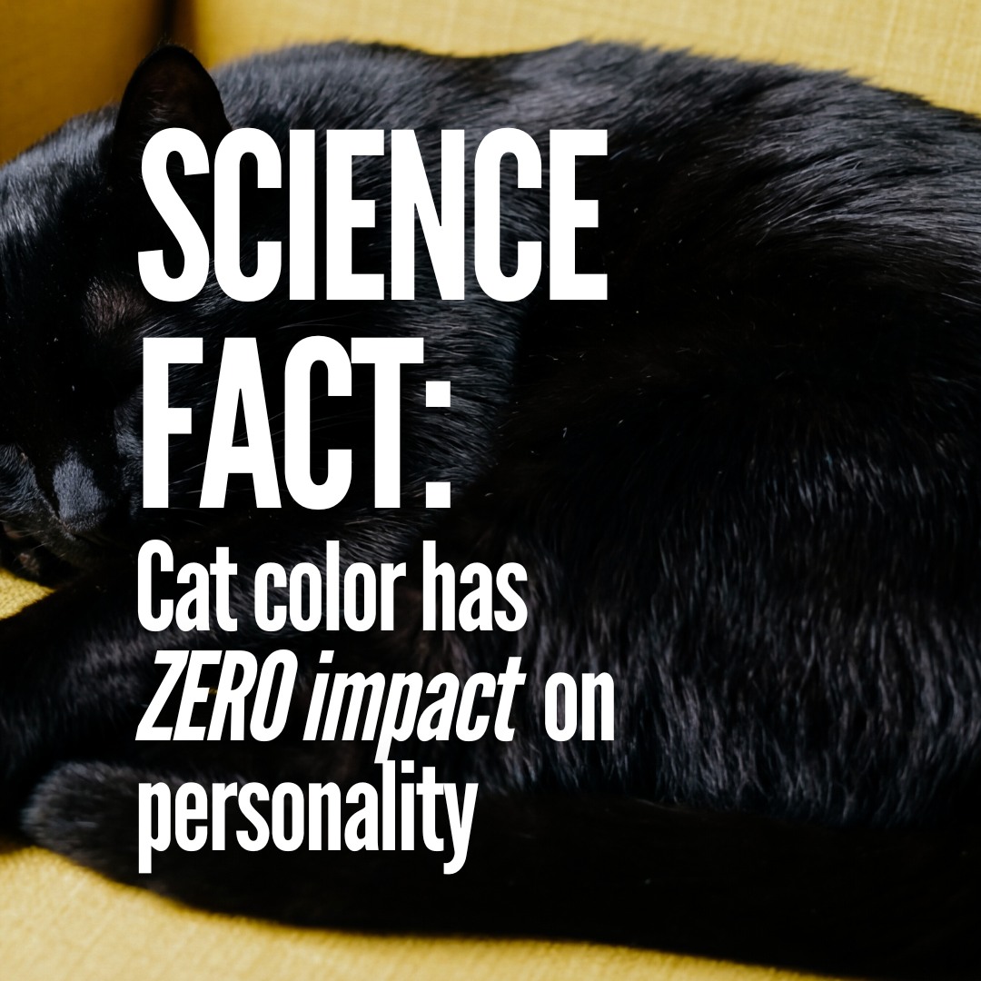 Made With Purrpose Facebook ad: If studies prove that a cat’s fur color…