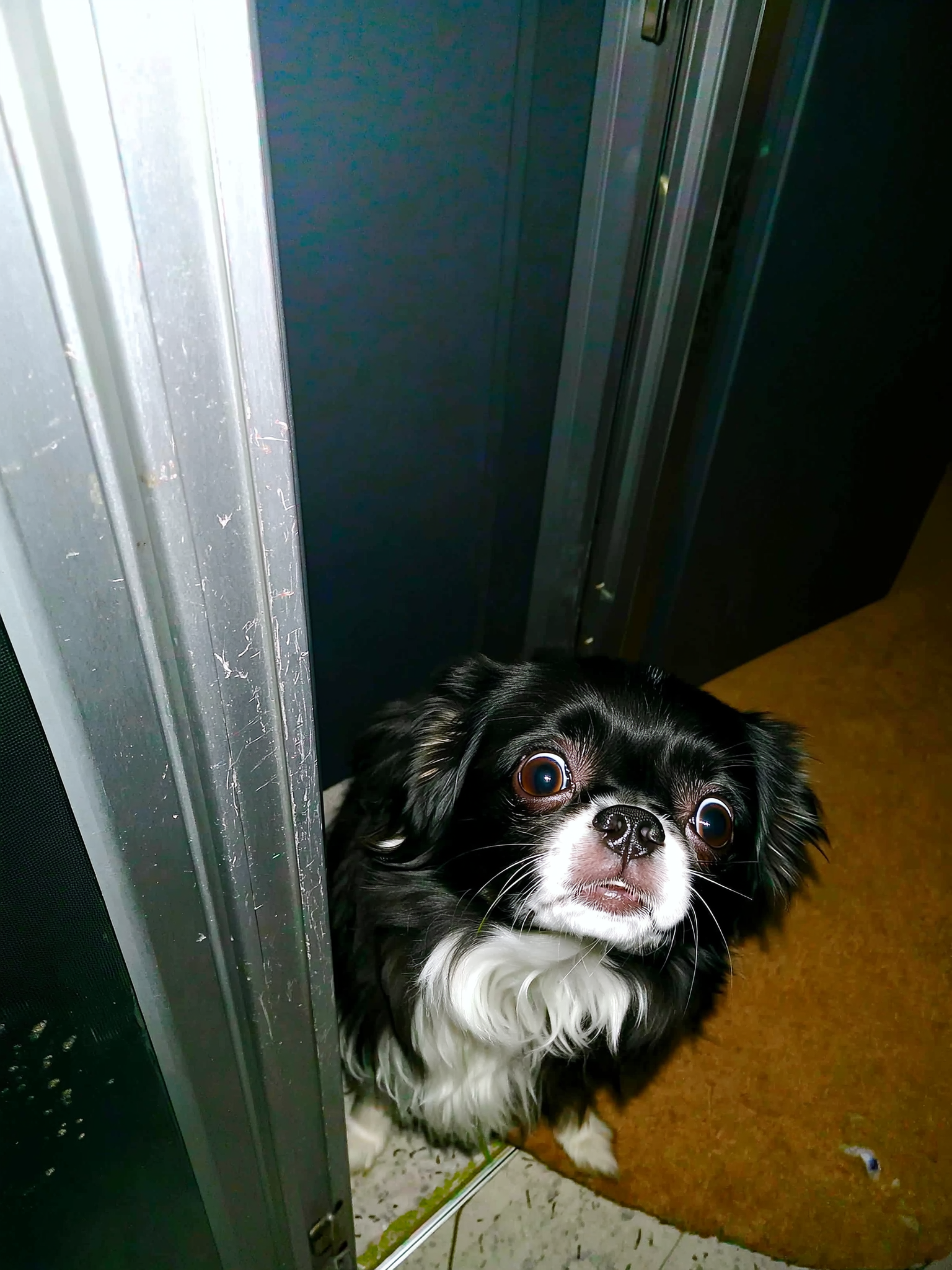Cratehaus Facebook ad: Read this if you love your anxious dog and still feel like…