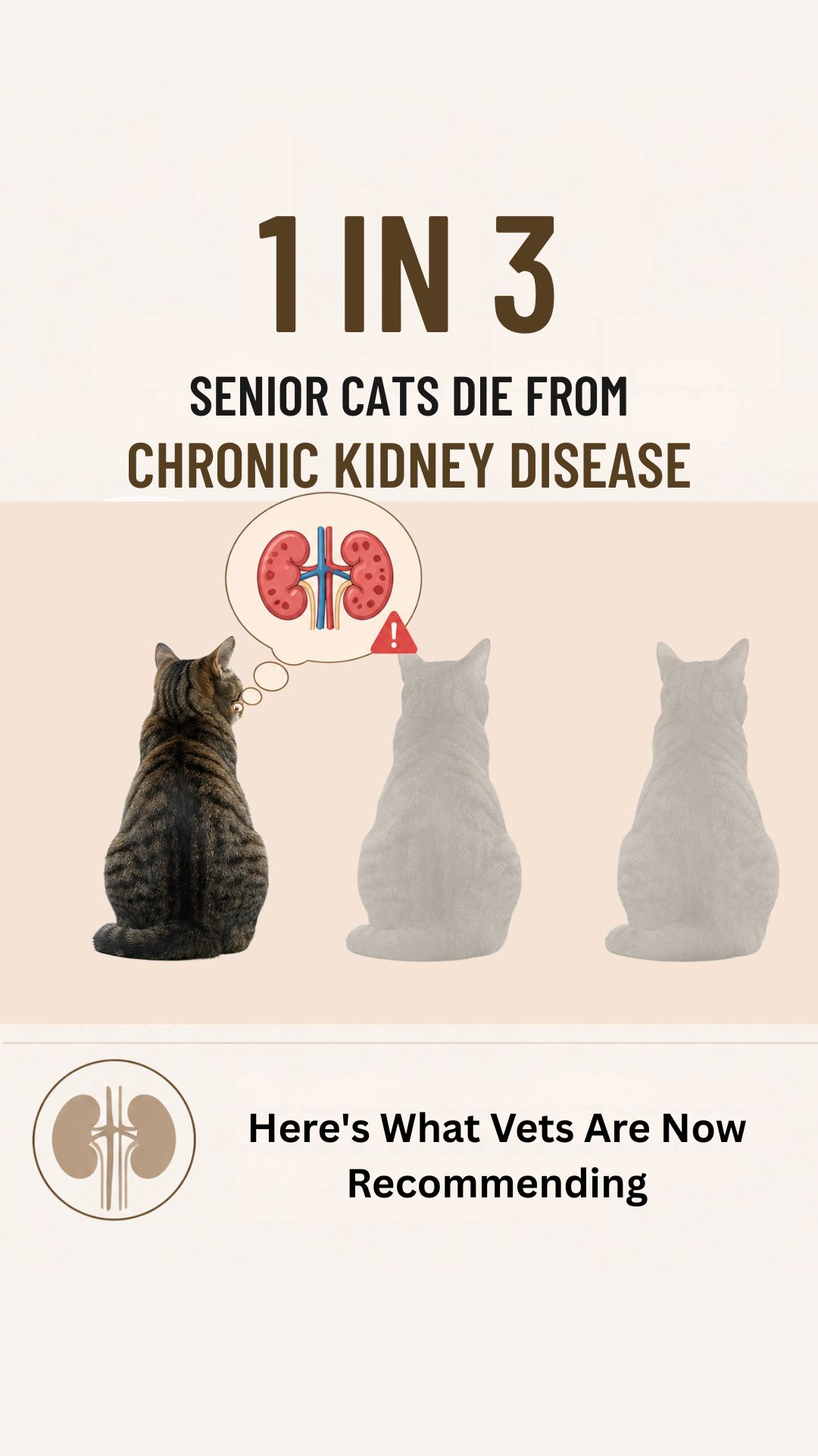 Fureeze Facebook ad: The Senior Cat Symptoms Most Owners Dismiss as Old Age