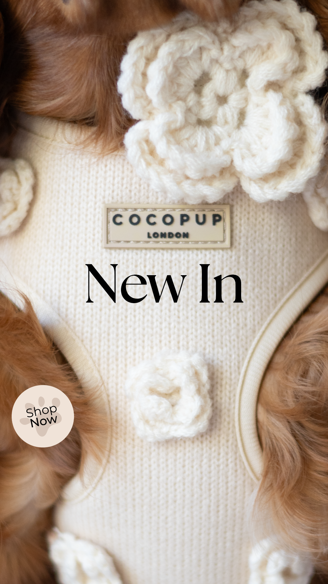 Cocopupuk Facebook ad