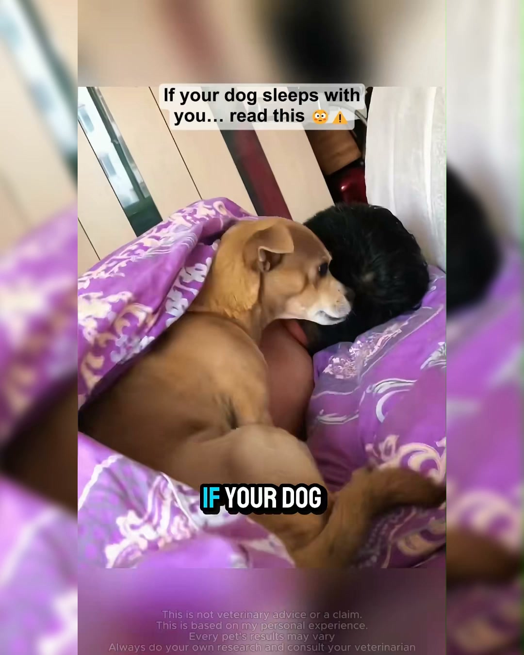 Puainta Pets Facebook ad: Soothe Your Dog's Paws with Ease