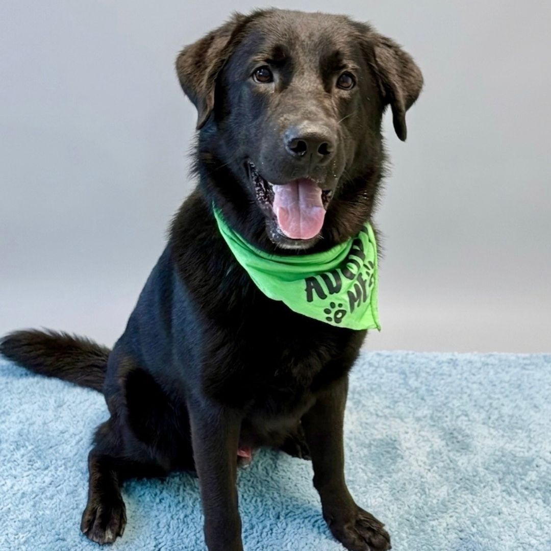 RESCUE RIDGE Facebook ad: Ready to meet your new best friend?