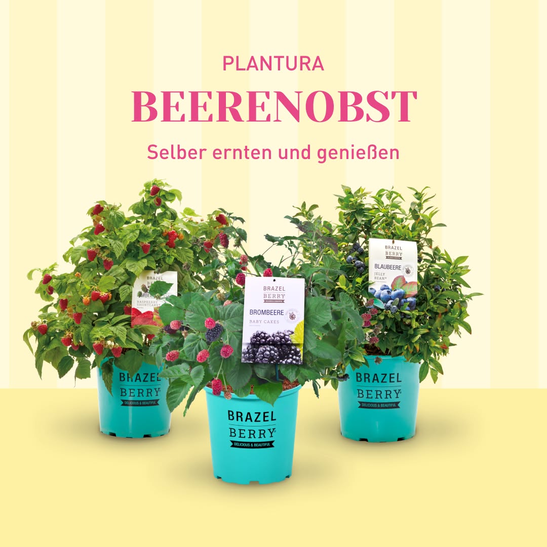 Plantura Facebook ad