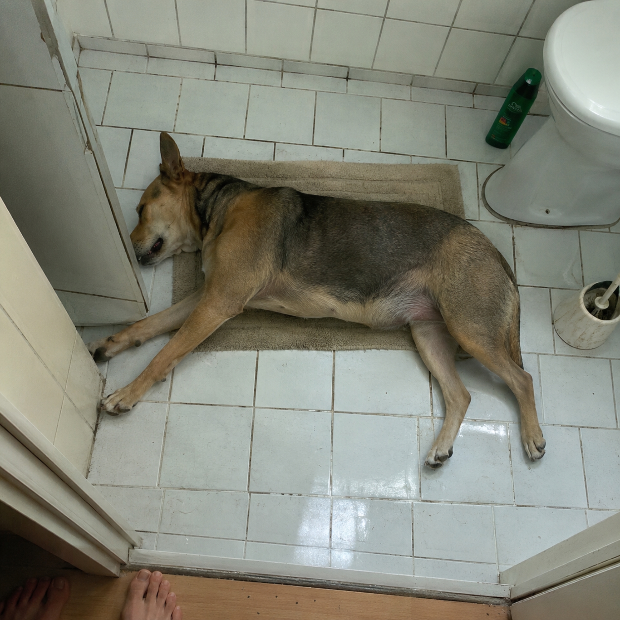 Sabines Hunde-Tagebuch Facebook ad from Jun 12, 2026