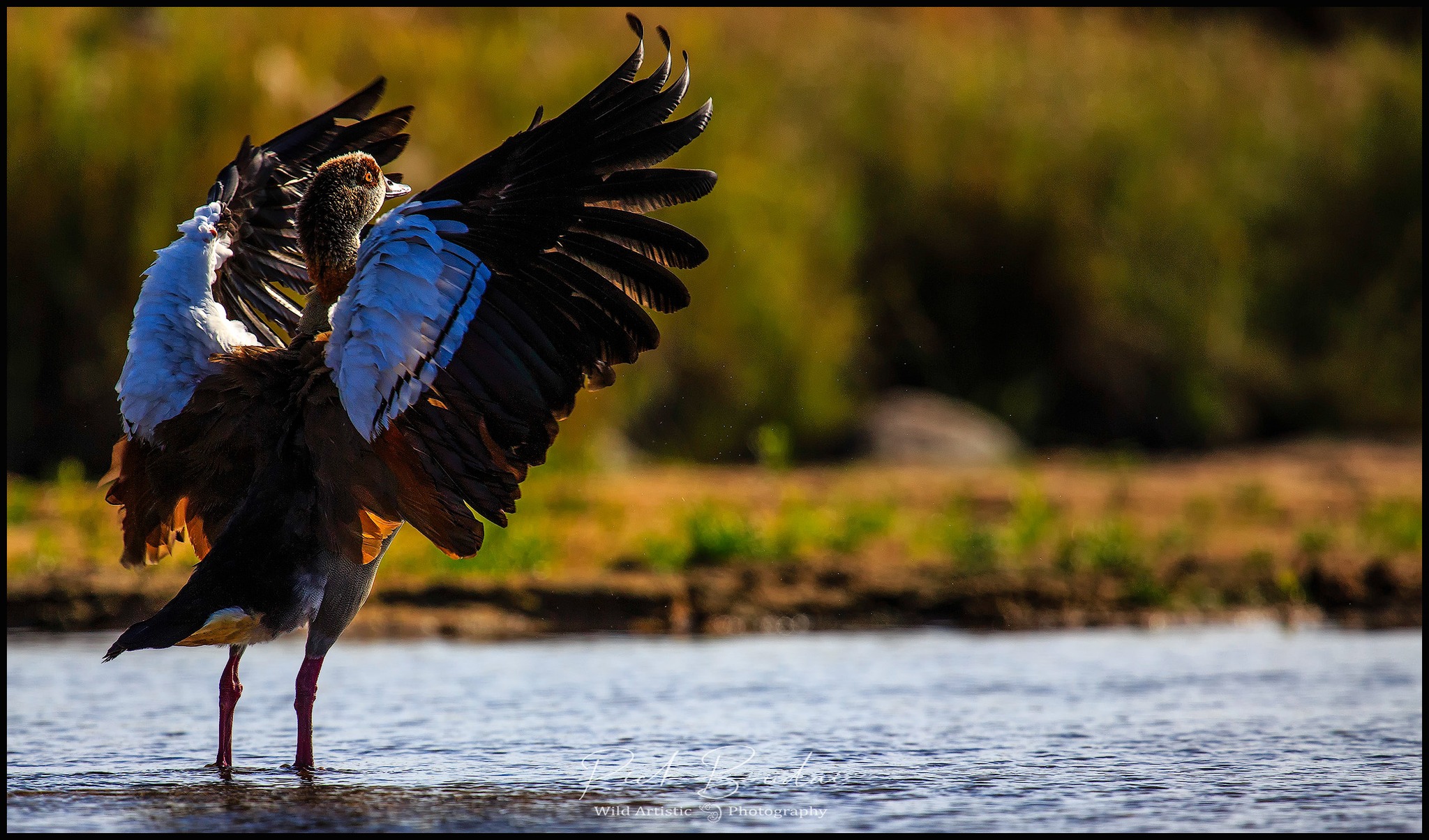 Wild Artistic Photography Tours And Workshops Facebook ad: Pre-Flight Checks