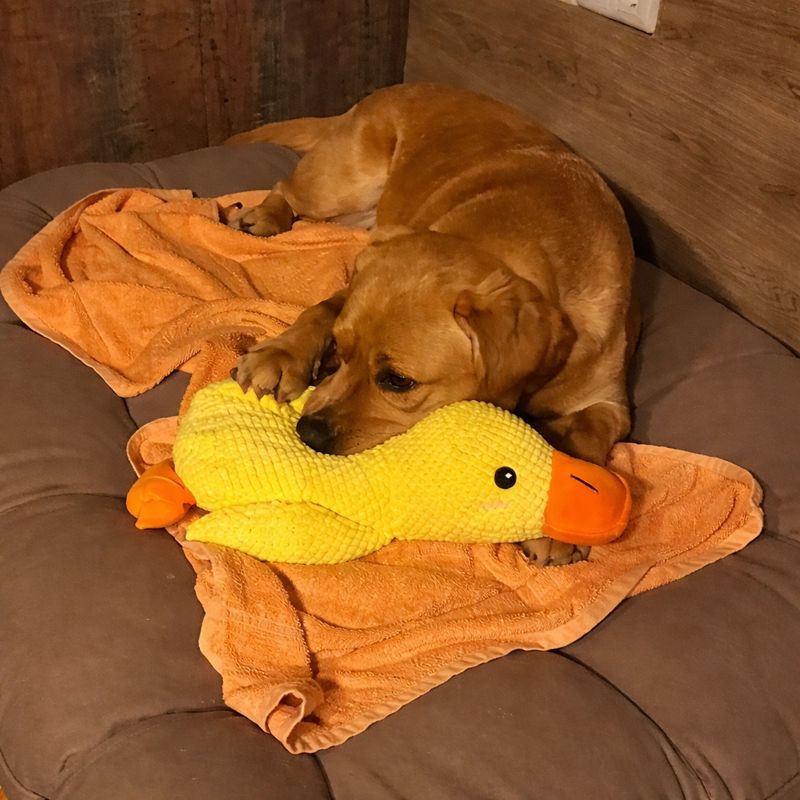 Olivia’s Dog Diary Facebook ad: Read if you've tried to fix your dog's separation anxiety…