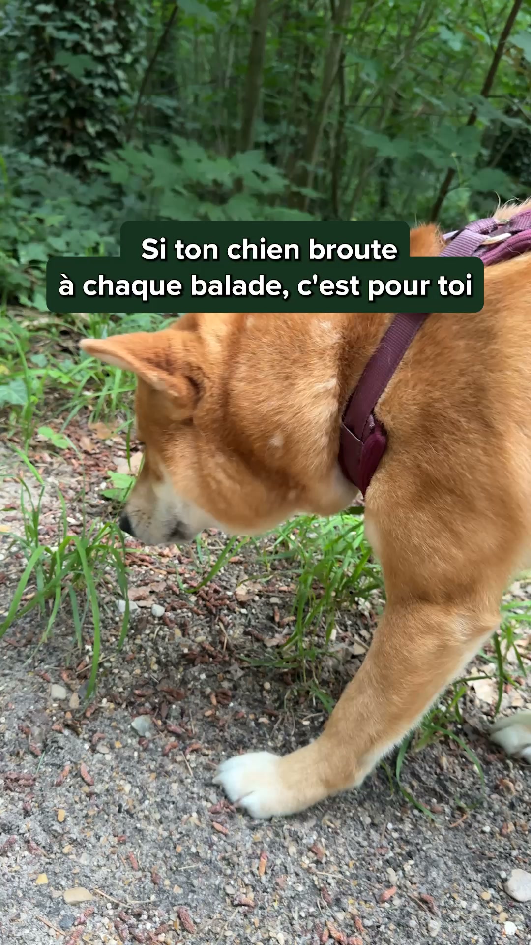Franklin Pet Food Facebook ad: Le goût qui fait la différence
