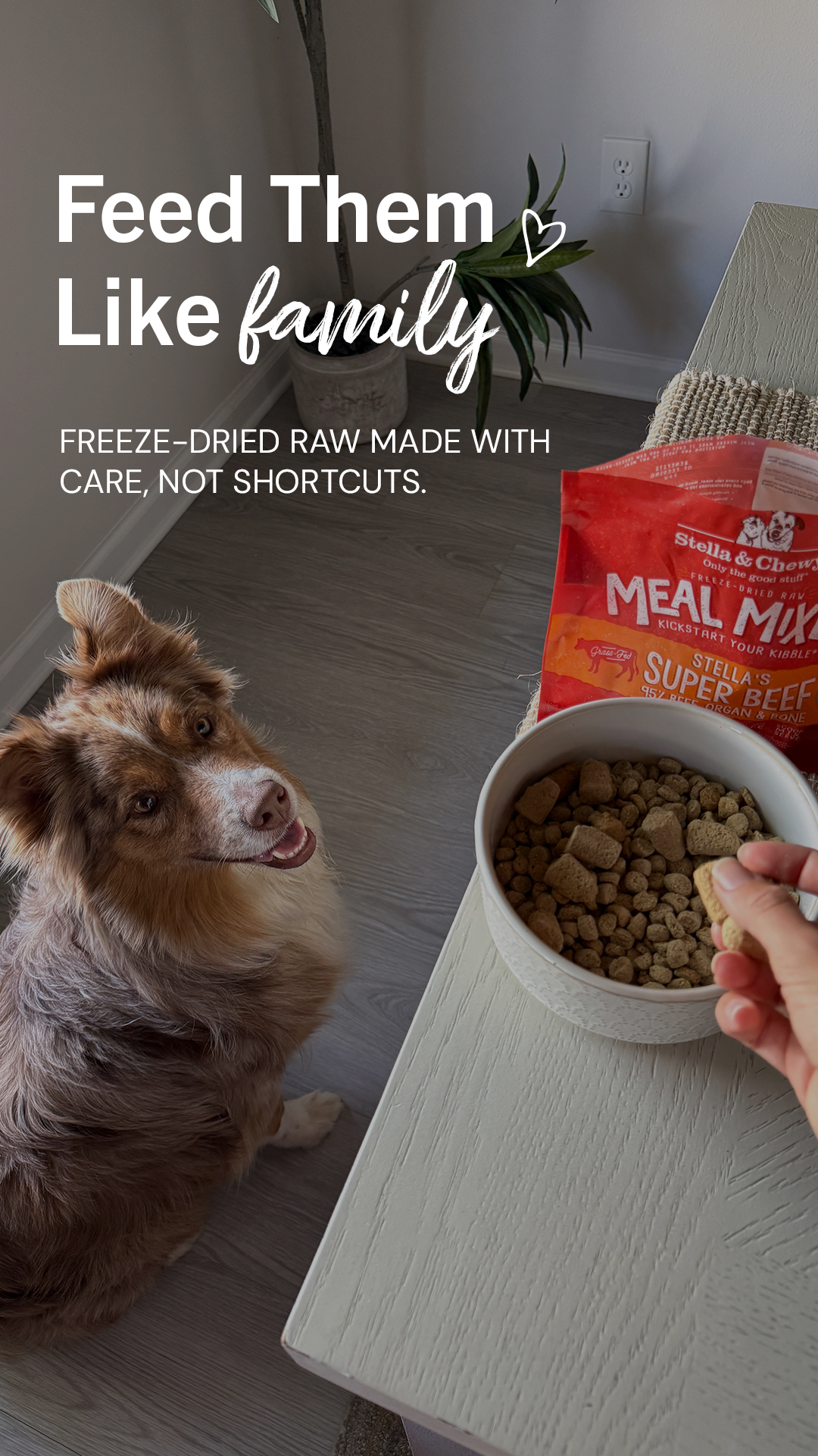 Stella & Chewy's Facebook ad