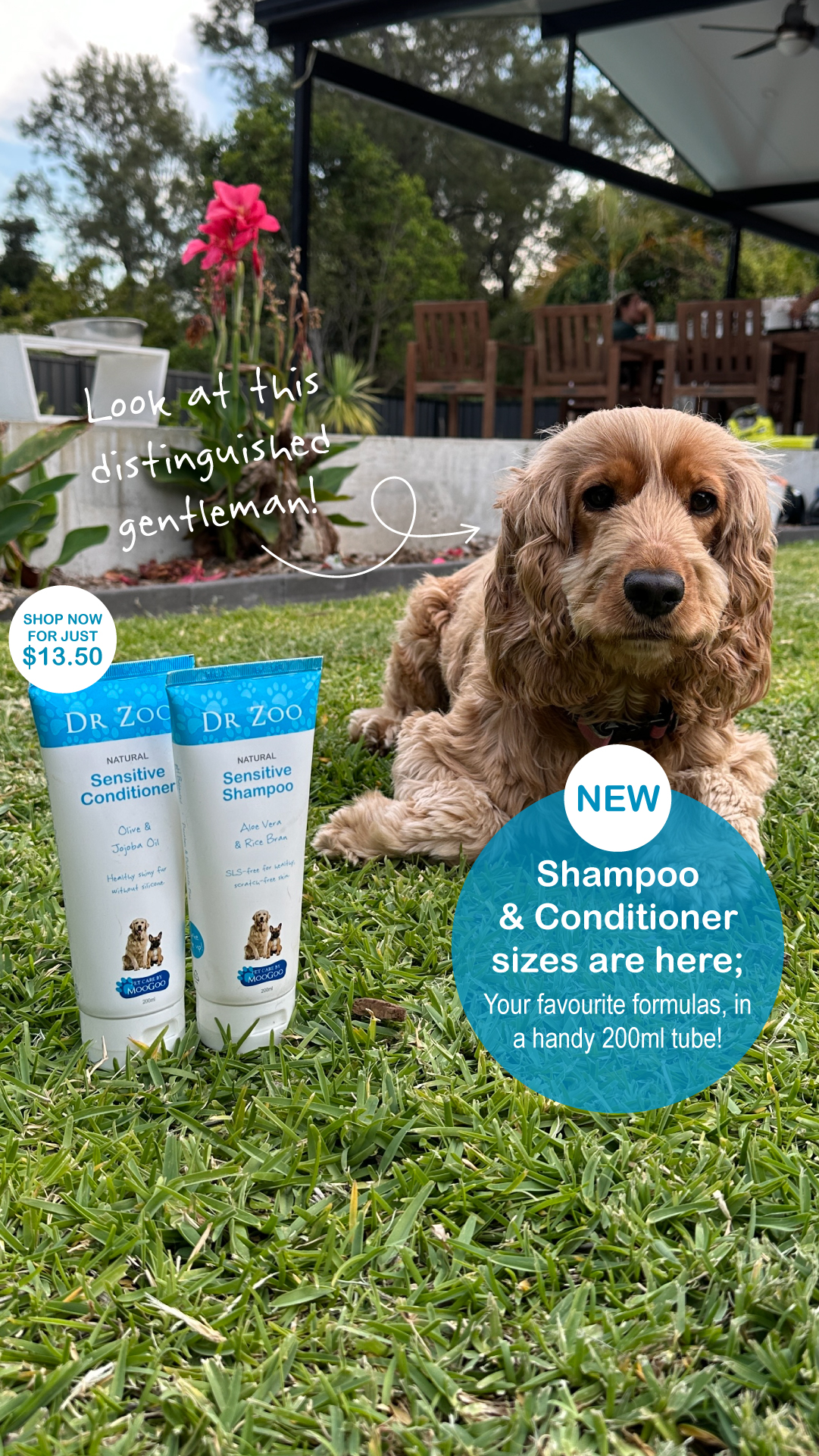Dr Zoo Facebook ad