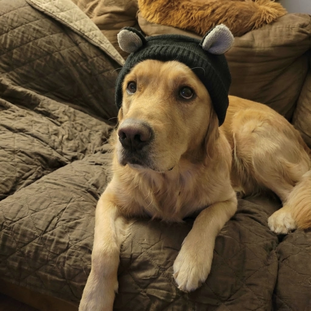 Pet Parent Confessions Facebook ad: Read if Your Dog Hates Nail Trims