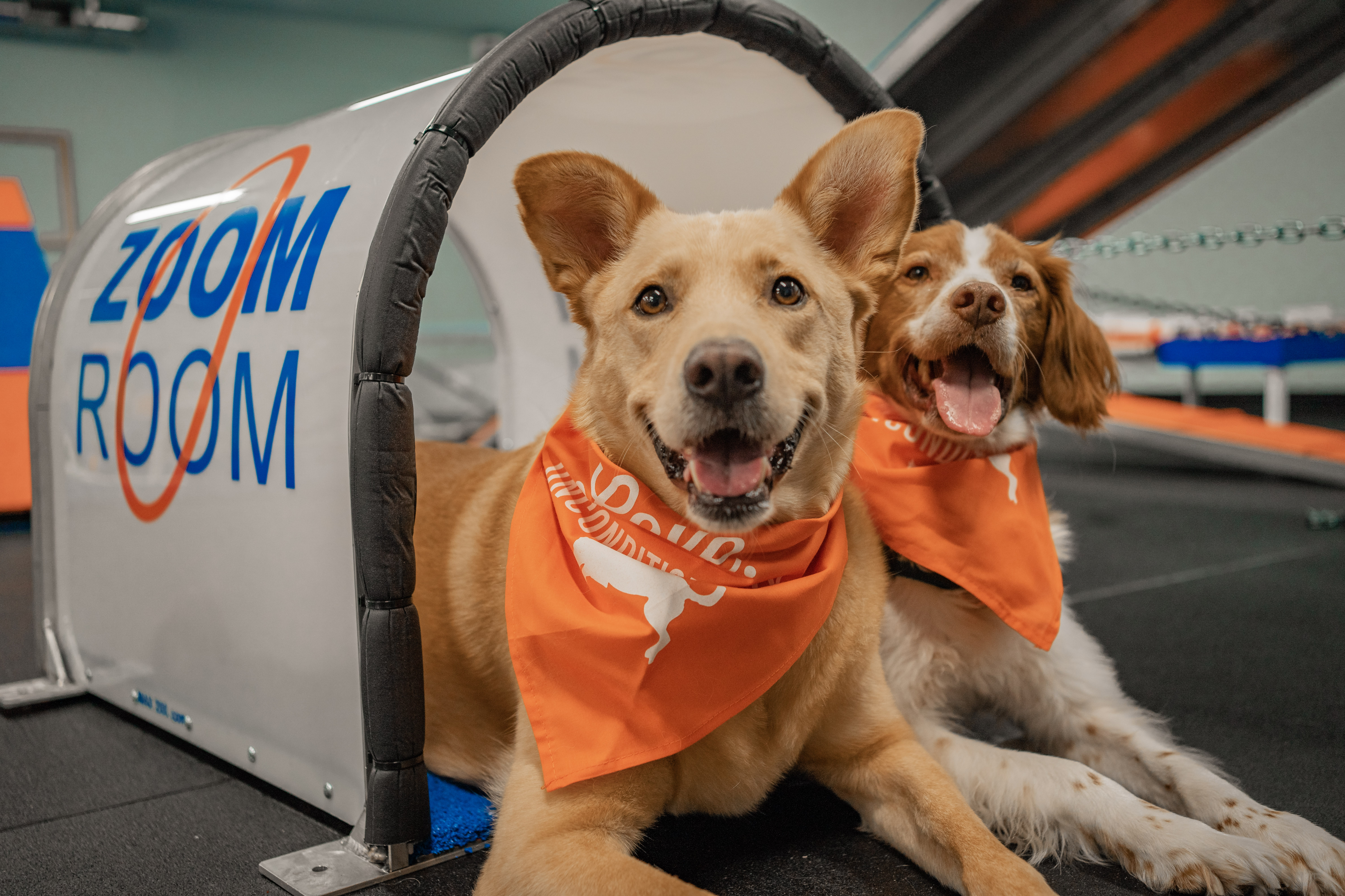 Zoom Room Dog Training Facebook ad from Jun 11, 2026