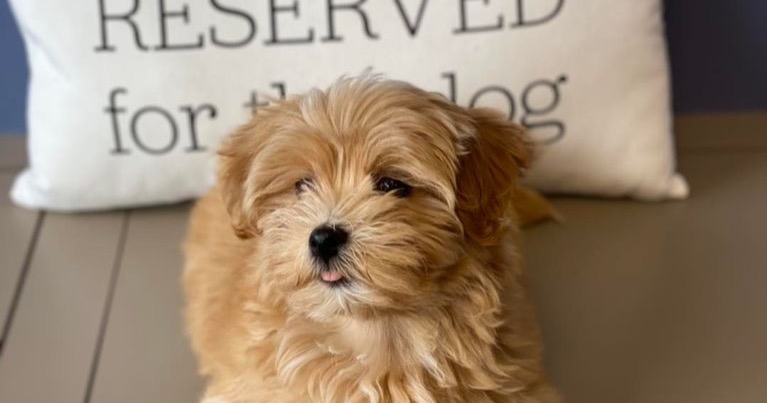 Sixes Animal Hospital at BridgeMill Facebook ad: Make an appointment today