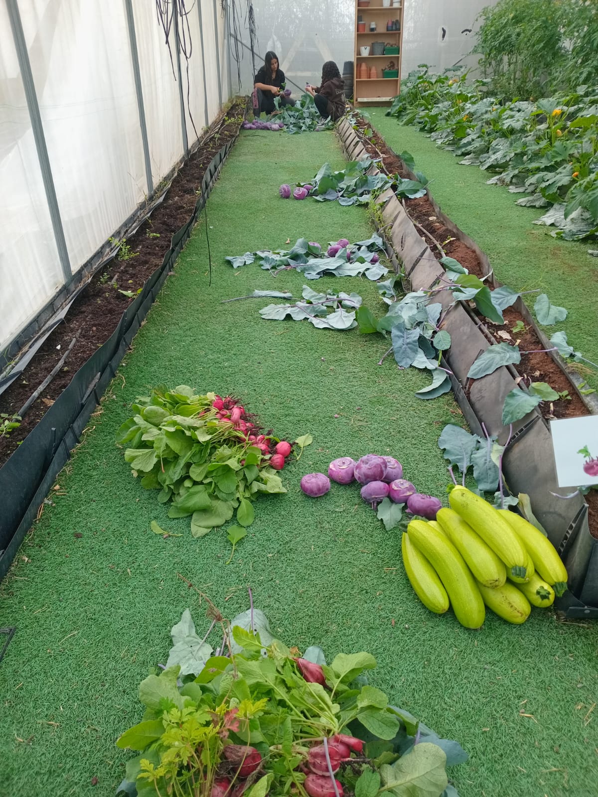 American Friends of Migdal Ohr Facebook ad: Look at the incredible harvest at Afikei Ohr!