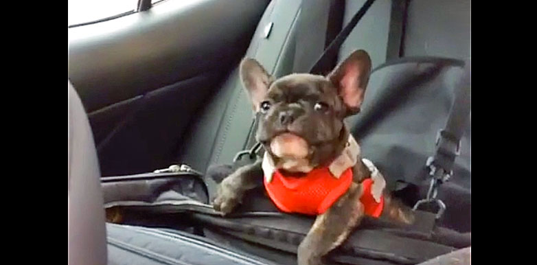 Sun Gazing Facebook ad: Mama Puts This Adorable Lil' Bulldog In His Car Seat. The…