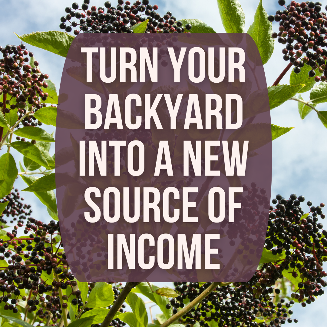 Growing Farmers with Michael Kilpatrick Facebook ad: Elderberries: Free Workshop Series