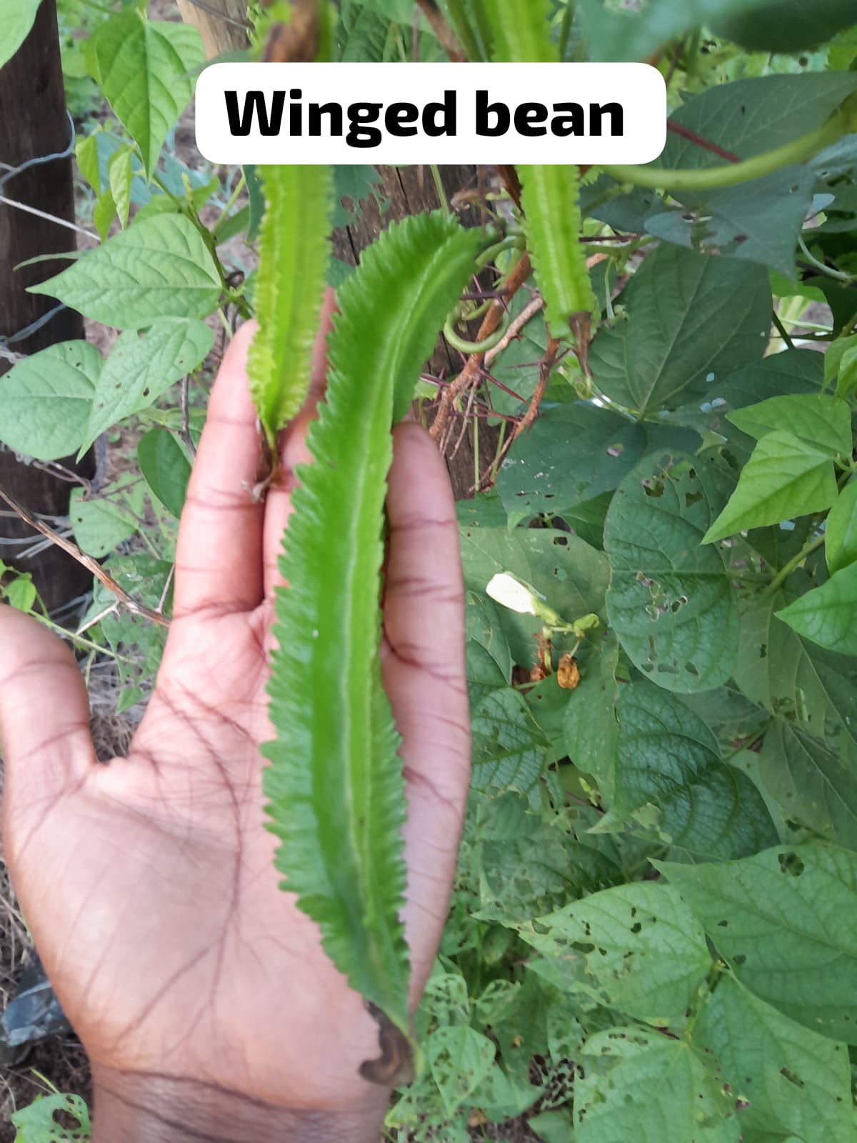 The Heirloom Bean Seed Co Facebook ad from Jan 29, 2026
