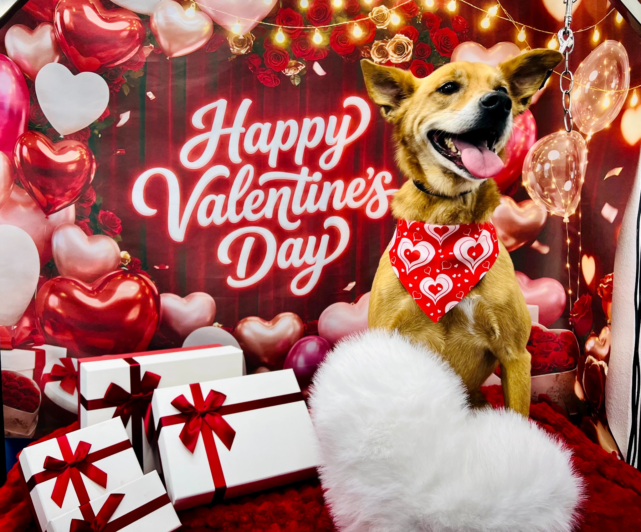 Diva Doggies Facebook ad