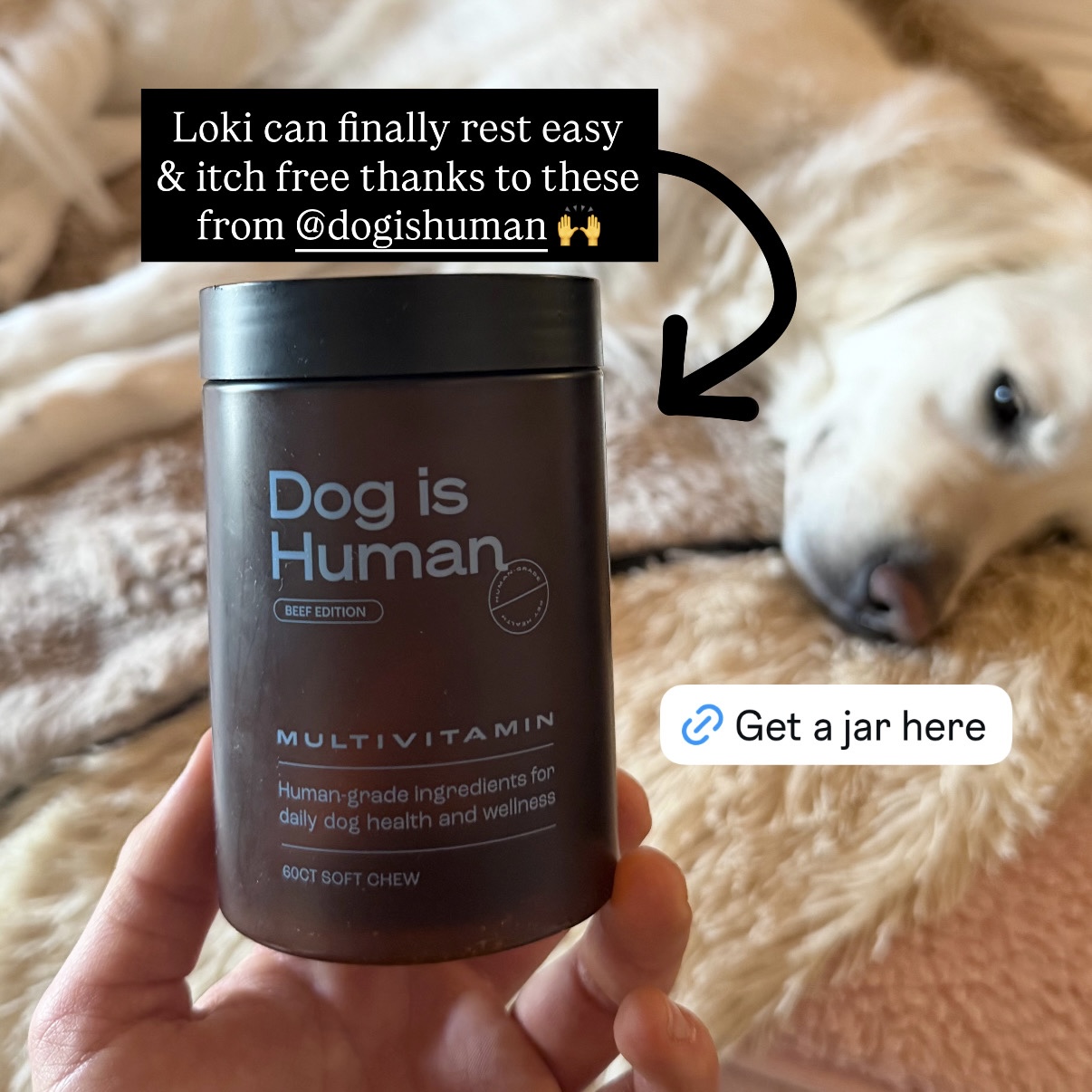 Loki The Floof Facebook ad from Mar 18, 2026