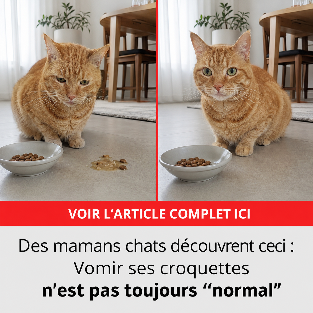 Sophie Martin Facebook ad: STOP: ne changez pas encore ses croquettes