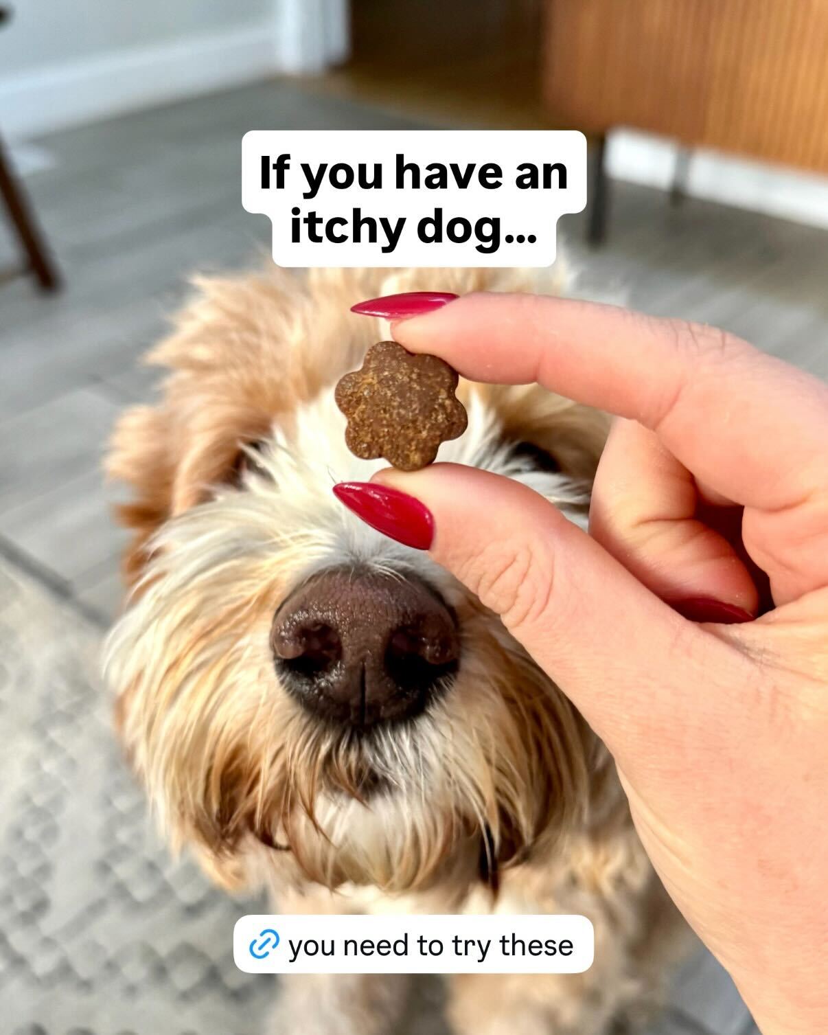 Dog is Human Facebook ad
