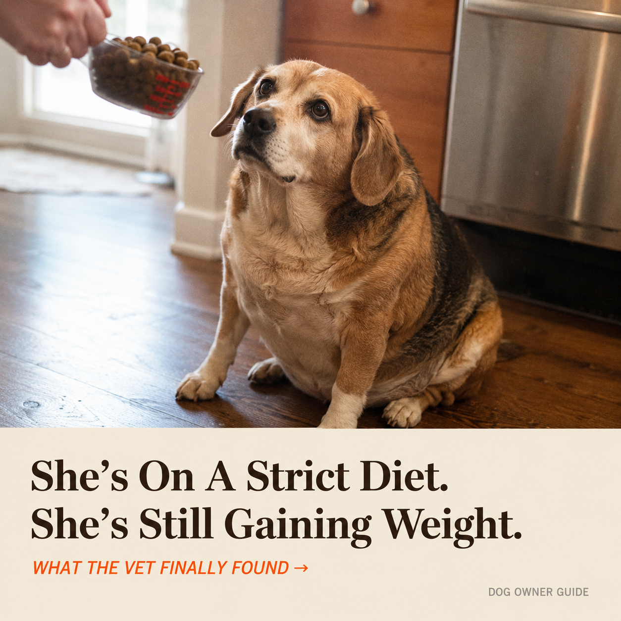 Dog Health & Longevity Facebook ad
