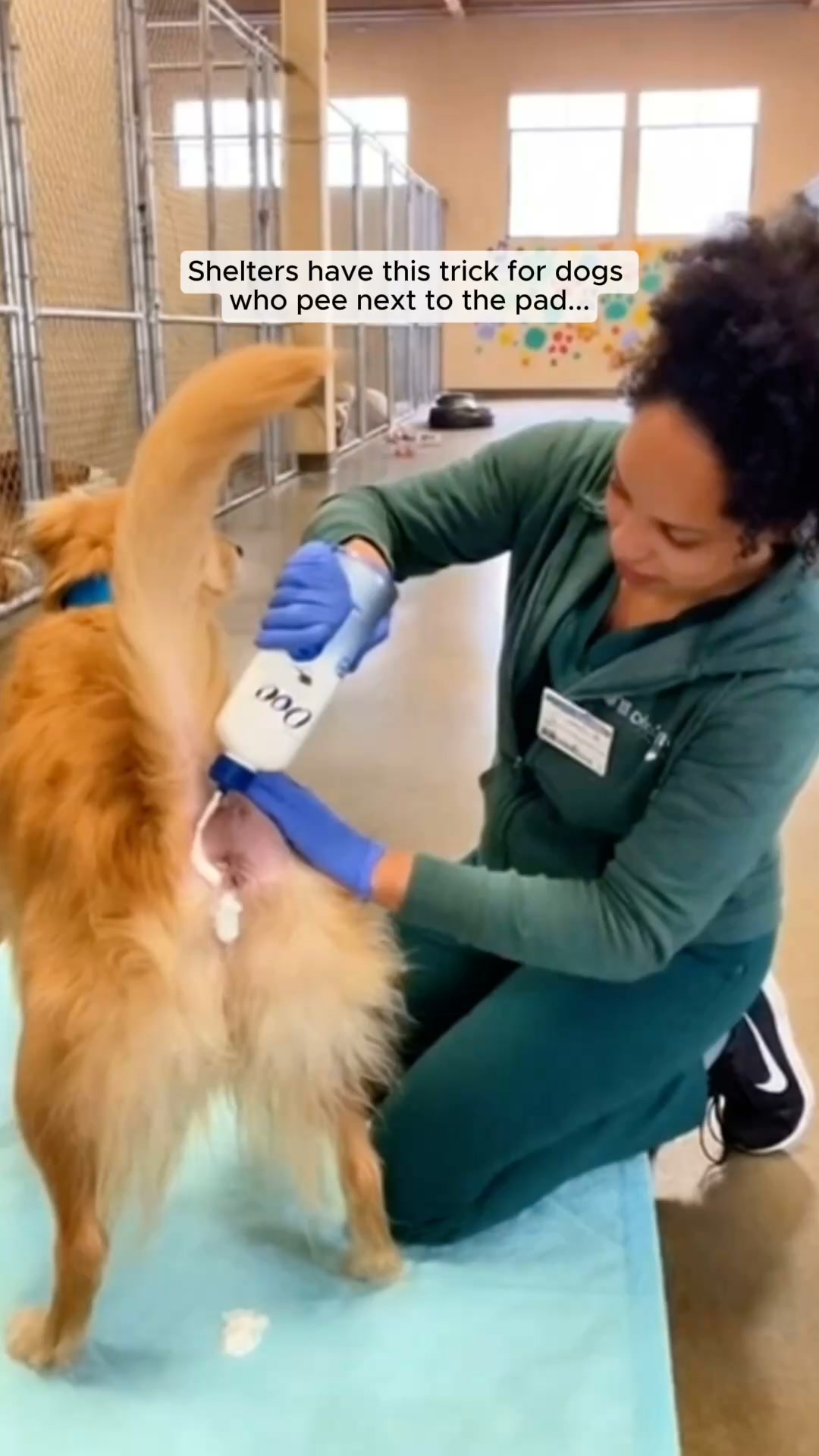 The Gentle Paw Rescue Facebook ad: How We Potty Train Any Dog Instantly