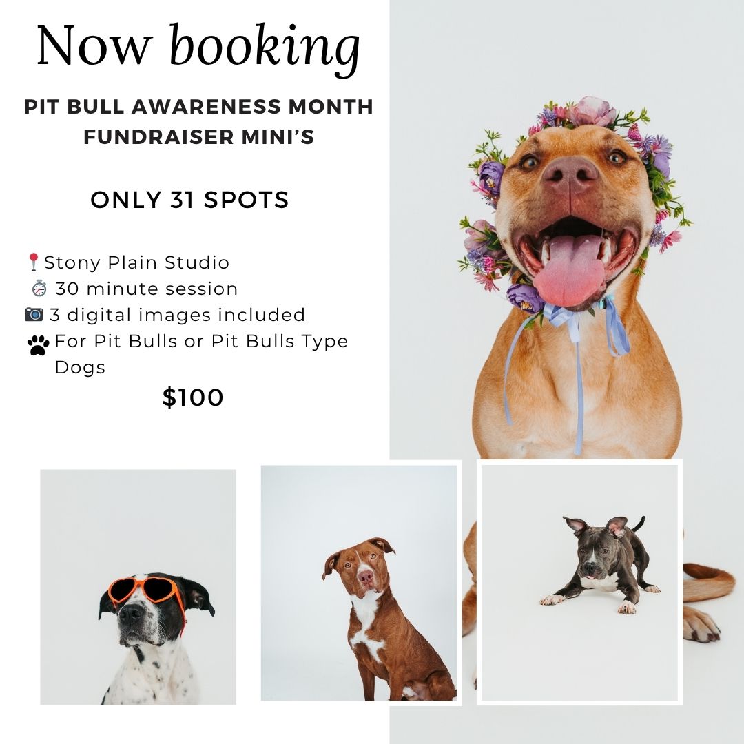 Coral Konanz Photography Facebook ad: Pit Bull Awareness Month Fundraiser, 31 Spots Open!