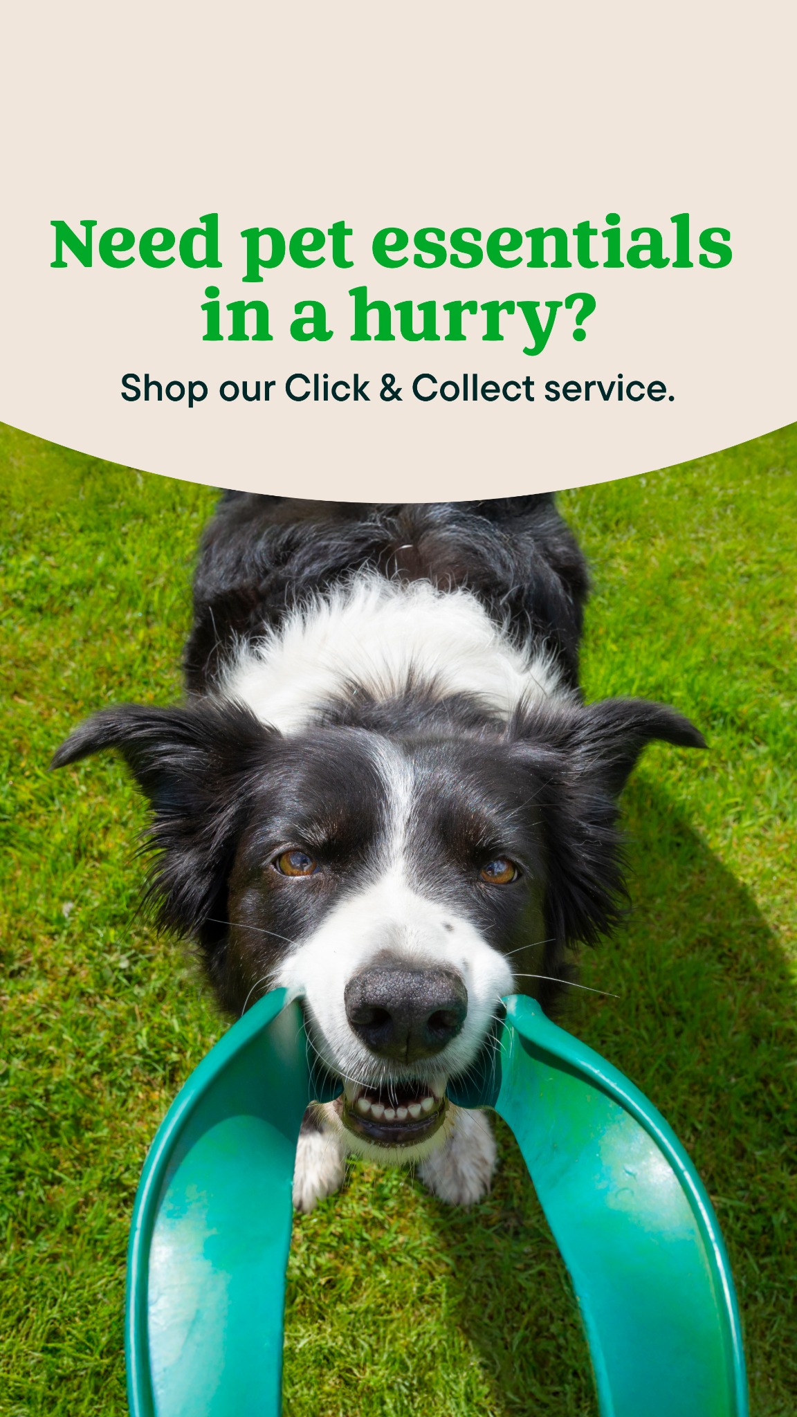 Pets UK Facebook ad from Aug 6, 2026