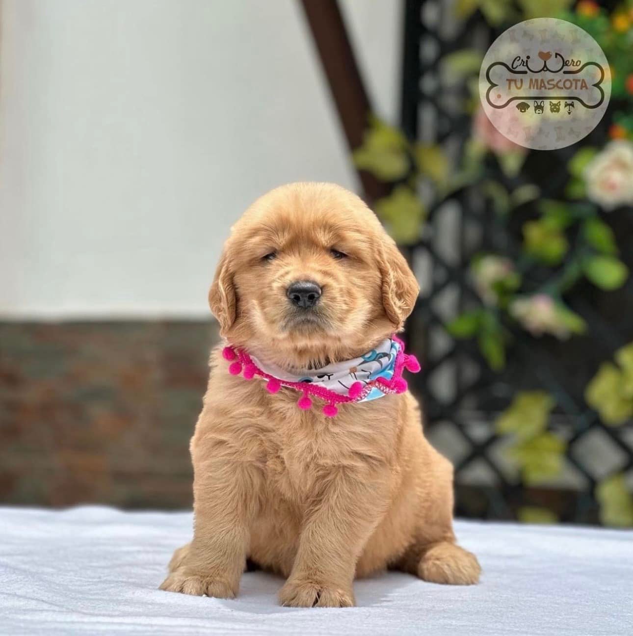 Criadero tu mascota  Facebook ad
