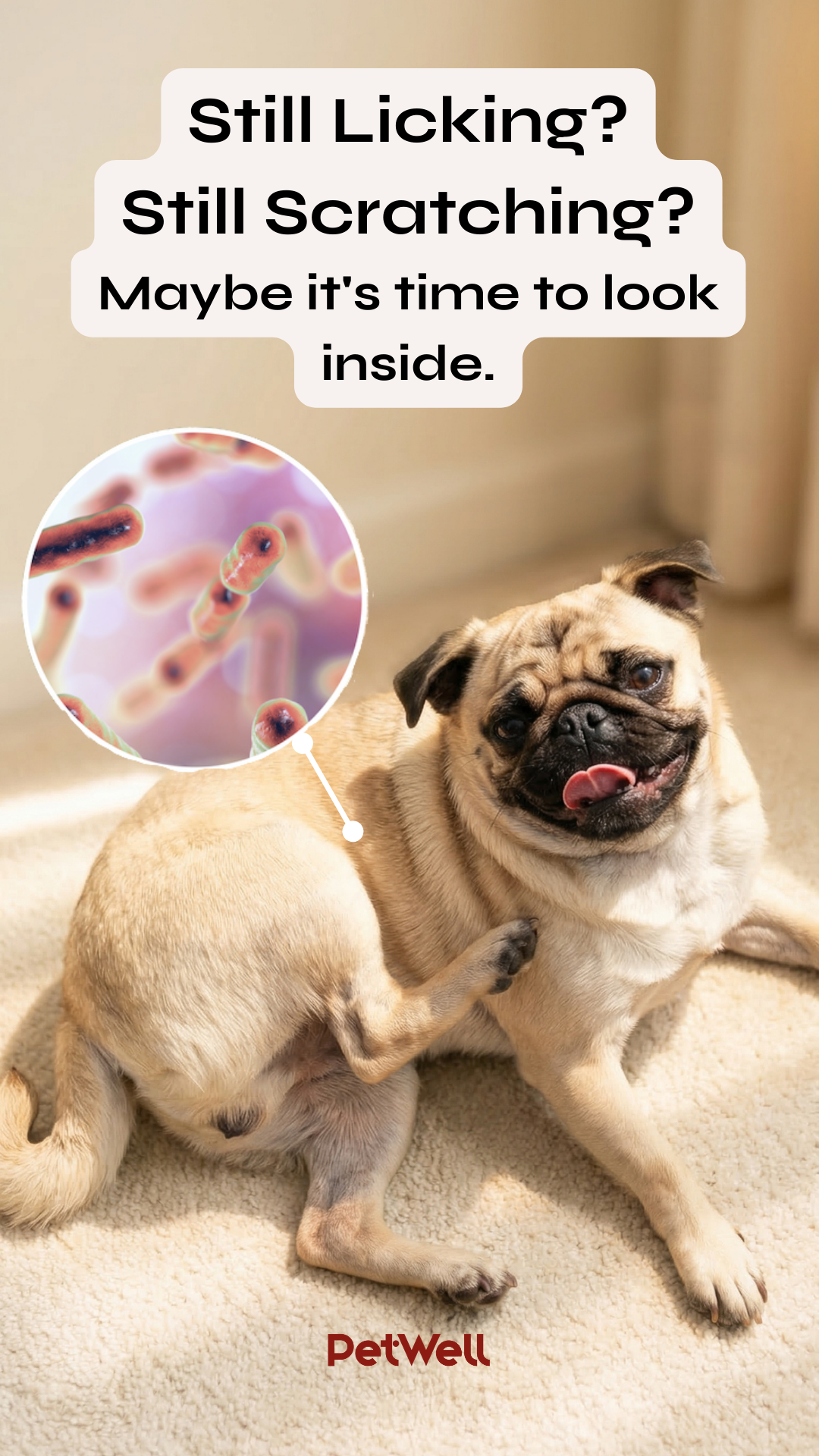 Petwell Facebook ad: The Problem Isn't on the Skin. It's in the Gut.