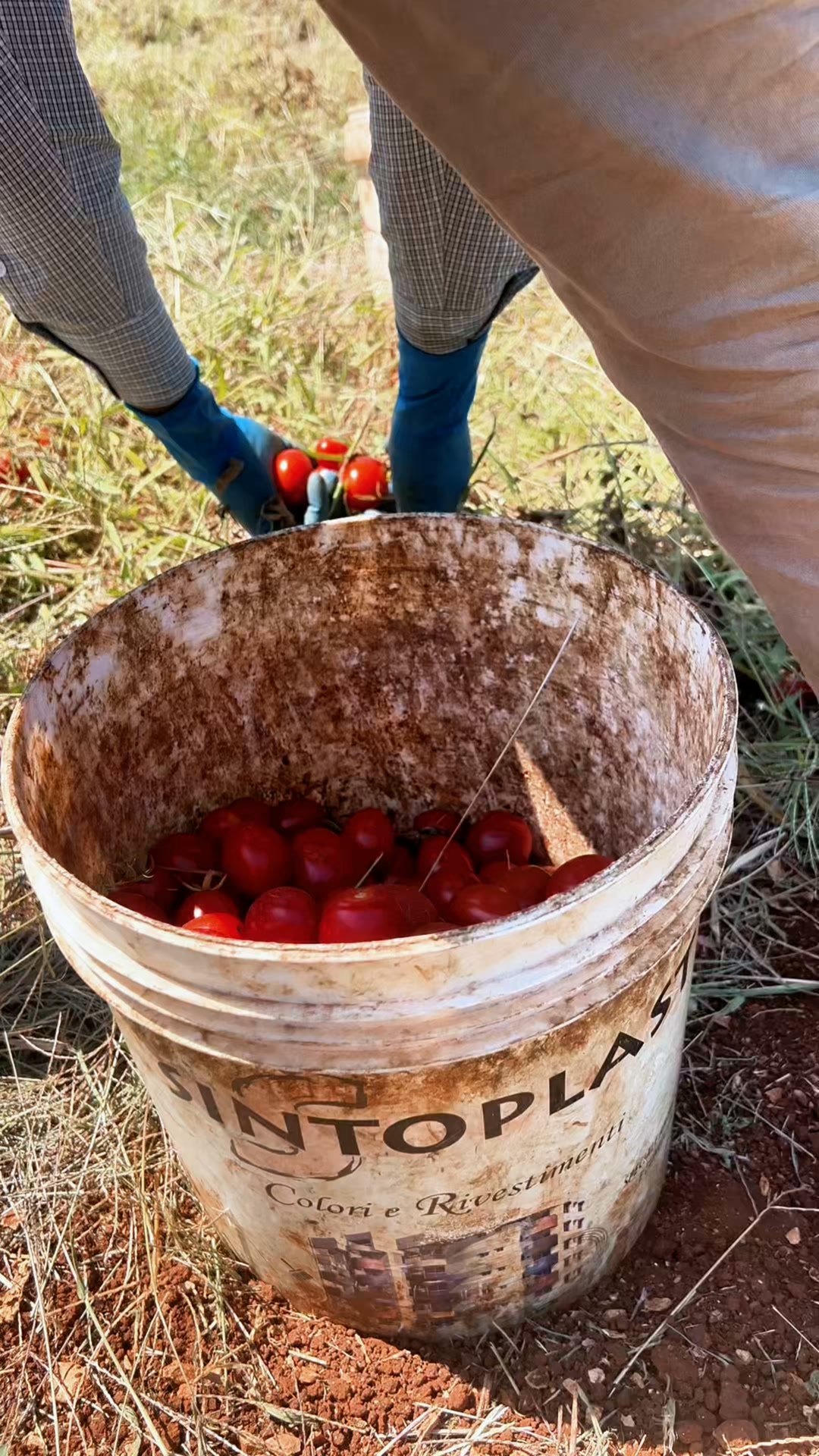 Pantaleo Agricoltura Facebook ad: Passata bio dal campo al barattolo in 24 ore