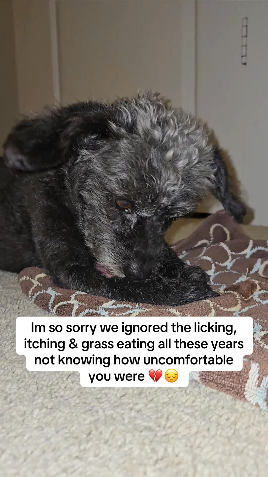 Dog is Human Facebook ad: Real results in just 1 tasty chew