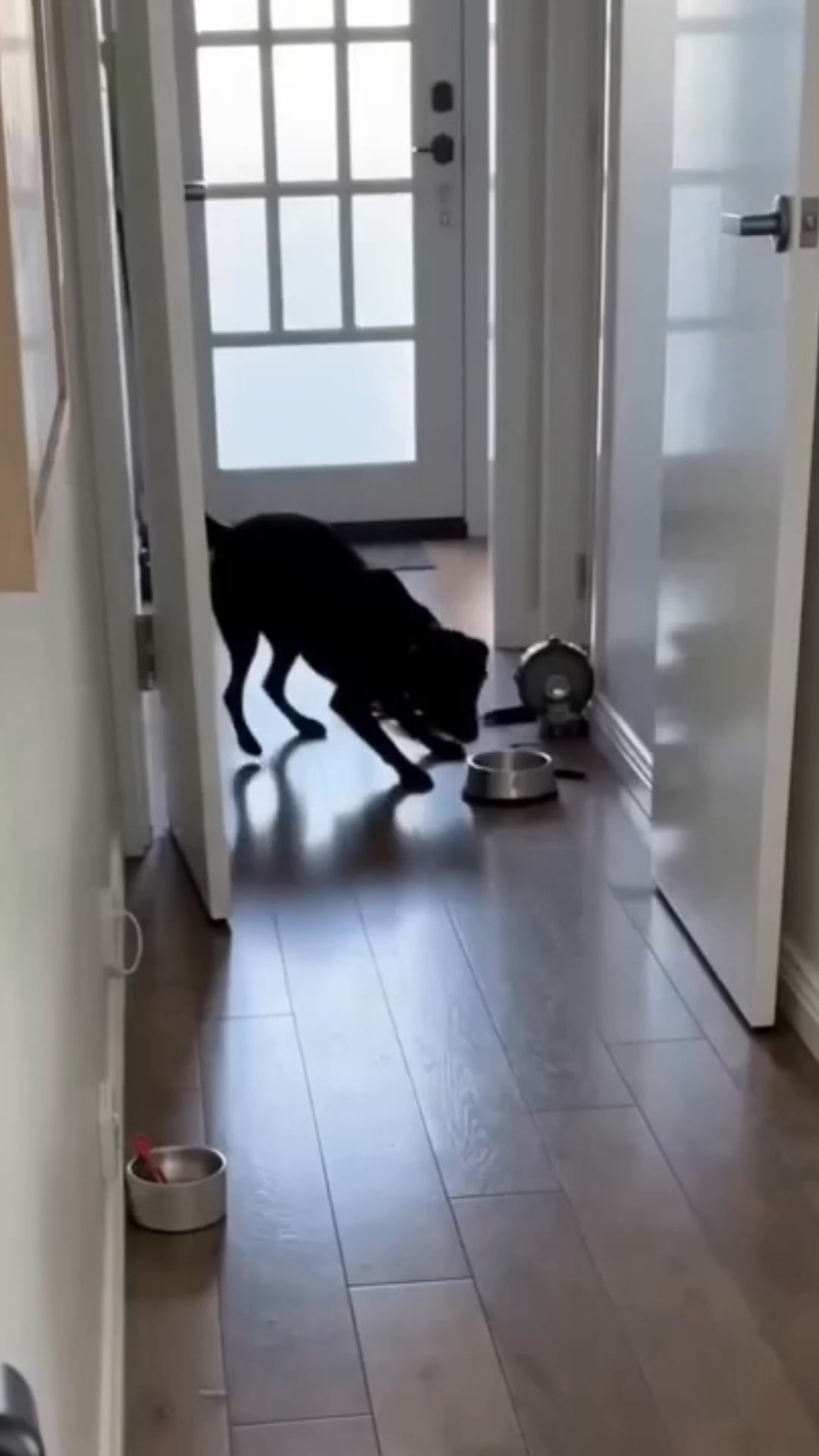 Canine Corner Australia Facebook ad: The #1 Way to Stop Nuisance Barking