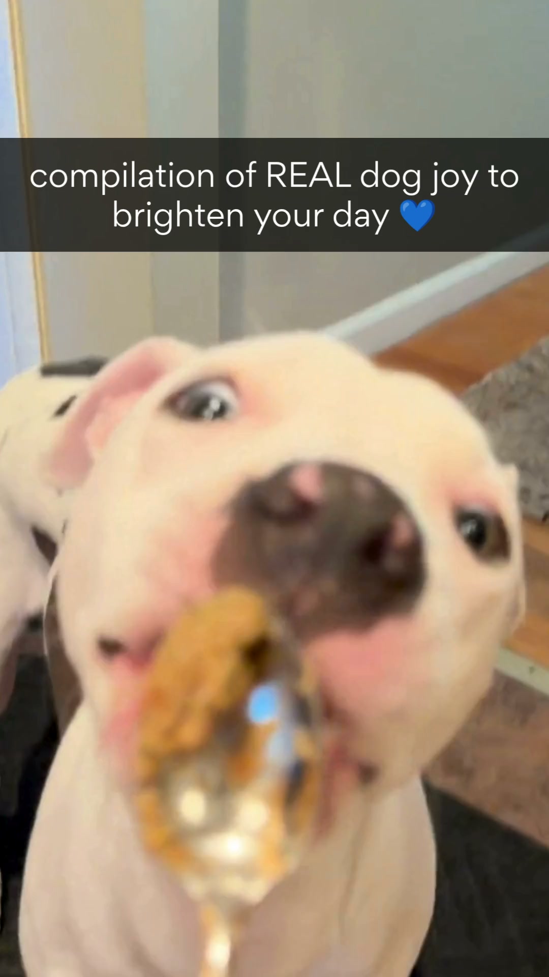 Chewy Facebook ad: Get Real is real, fresh food