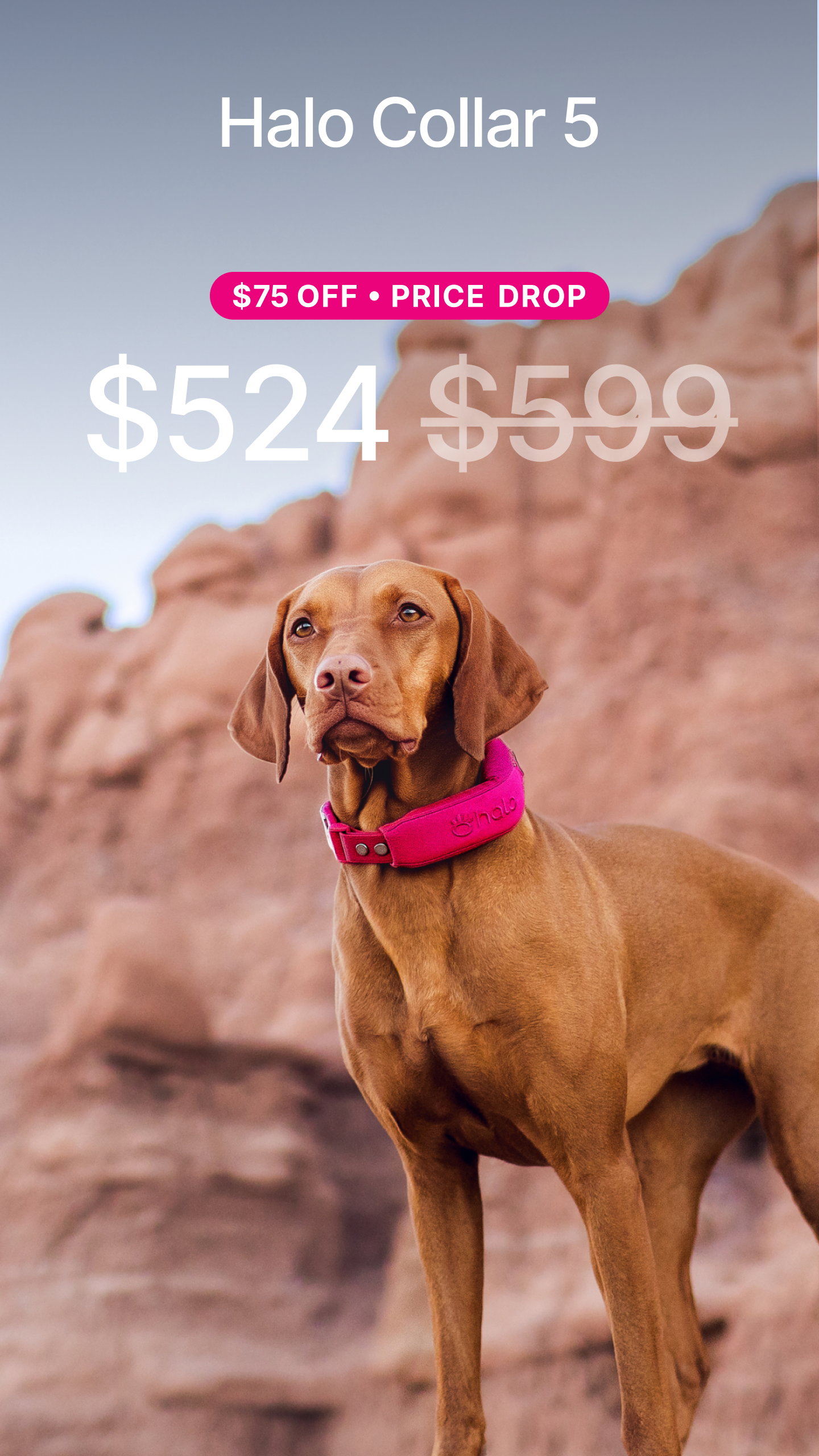 Halo Collar Facebook ad