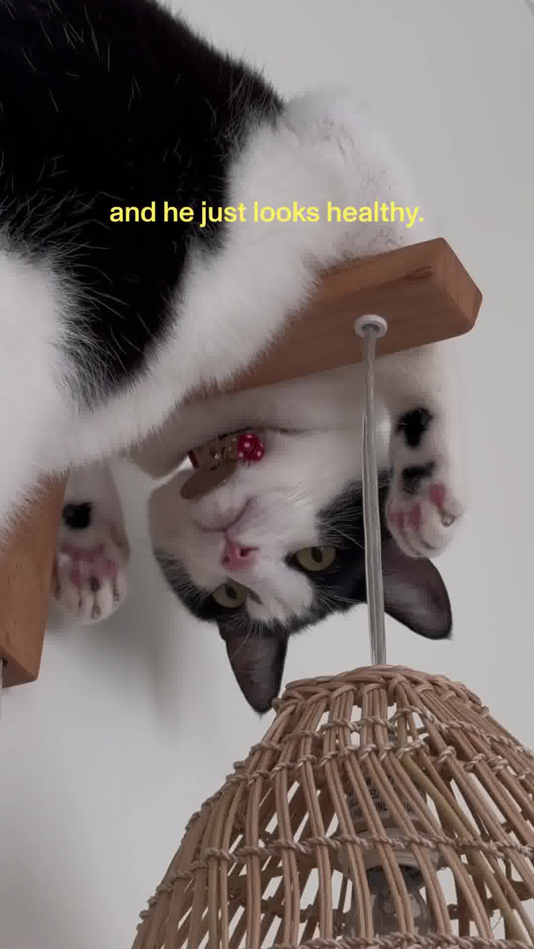 Smalls Facebook ad: Human-Grade Fresh Cat Food