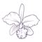 Orchidique