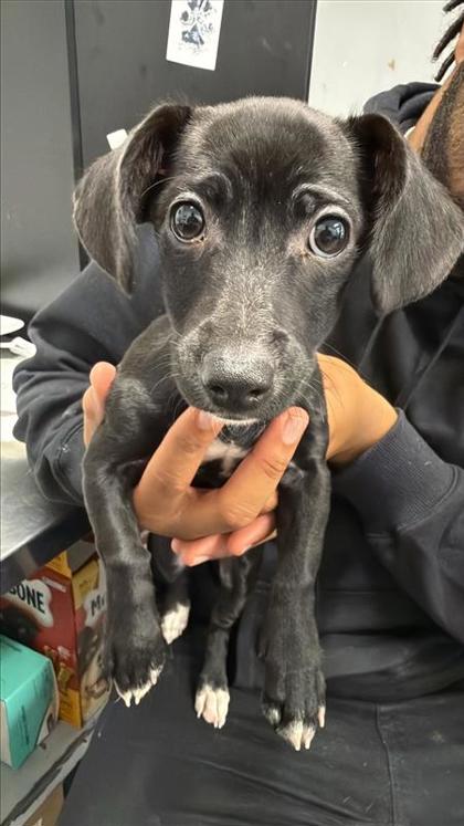 Brandywine Valley SPCA Facebook ad: New Year, New BFF!