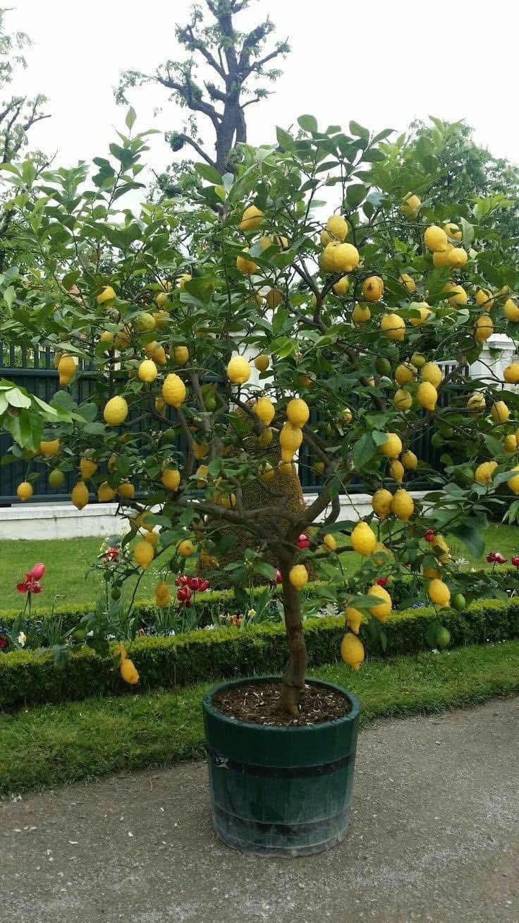 สวนเกษตรนาคา-ต้นพันธุ์มะนาว Facebook ad: มะนาวเลม่อนยูเรก้า (Eureka Lemon) ไม่ใช่แค่ผลใหญ่…