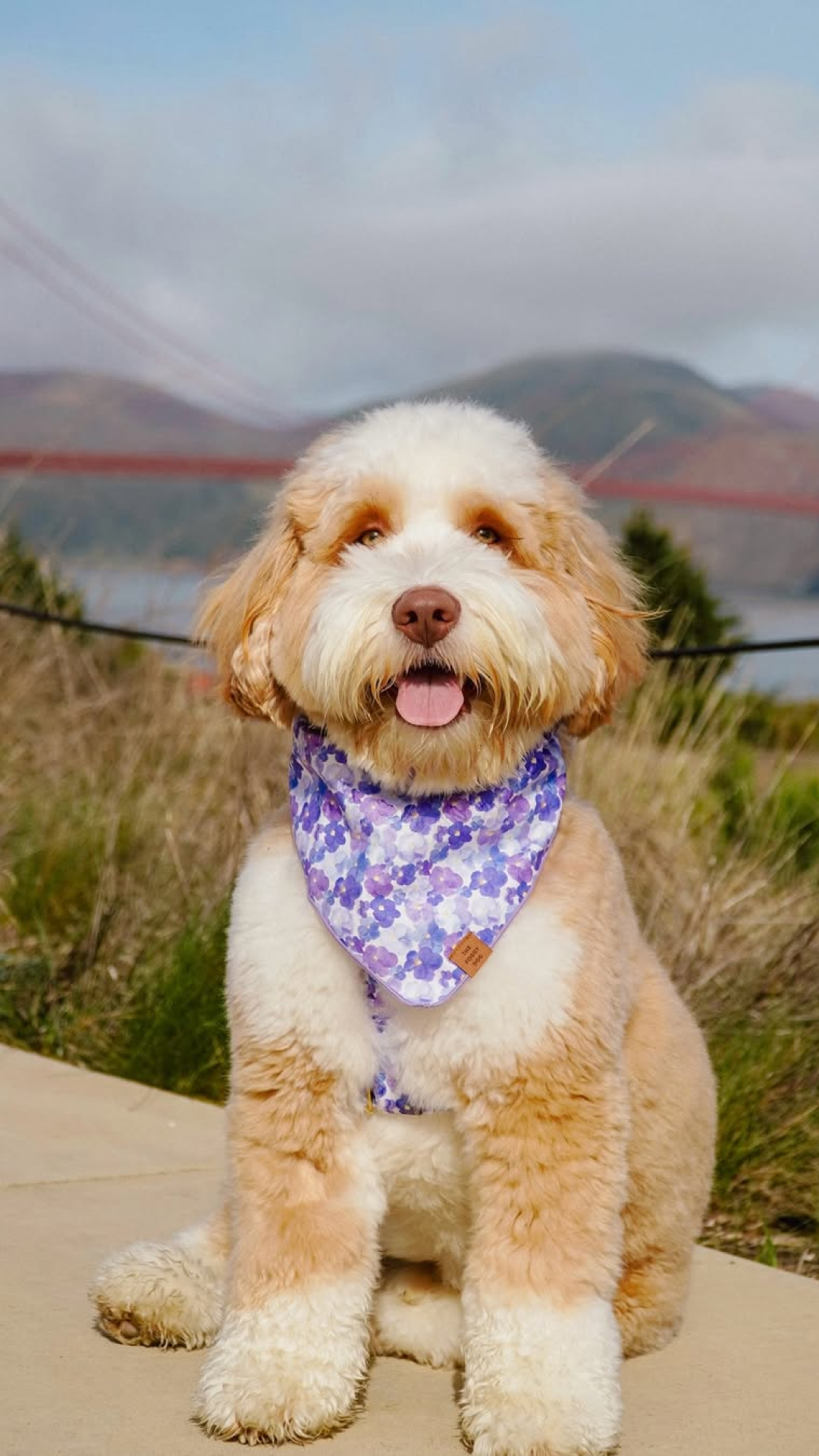 The Foggy Dog Facebook ad