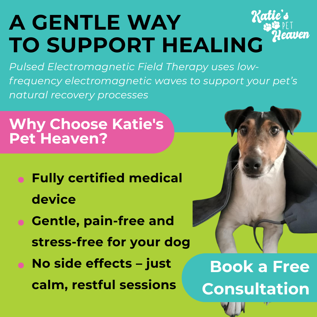Katie's Pet Heaven Facebook ad