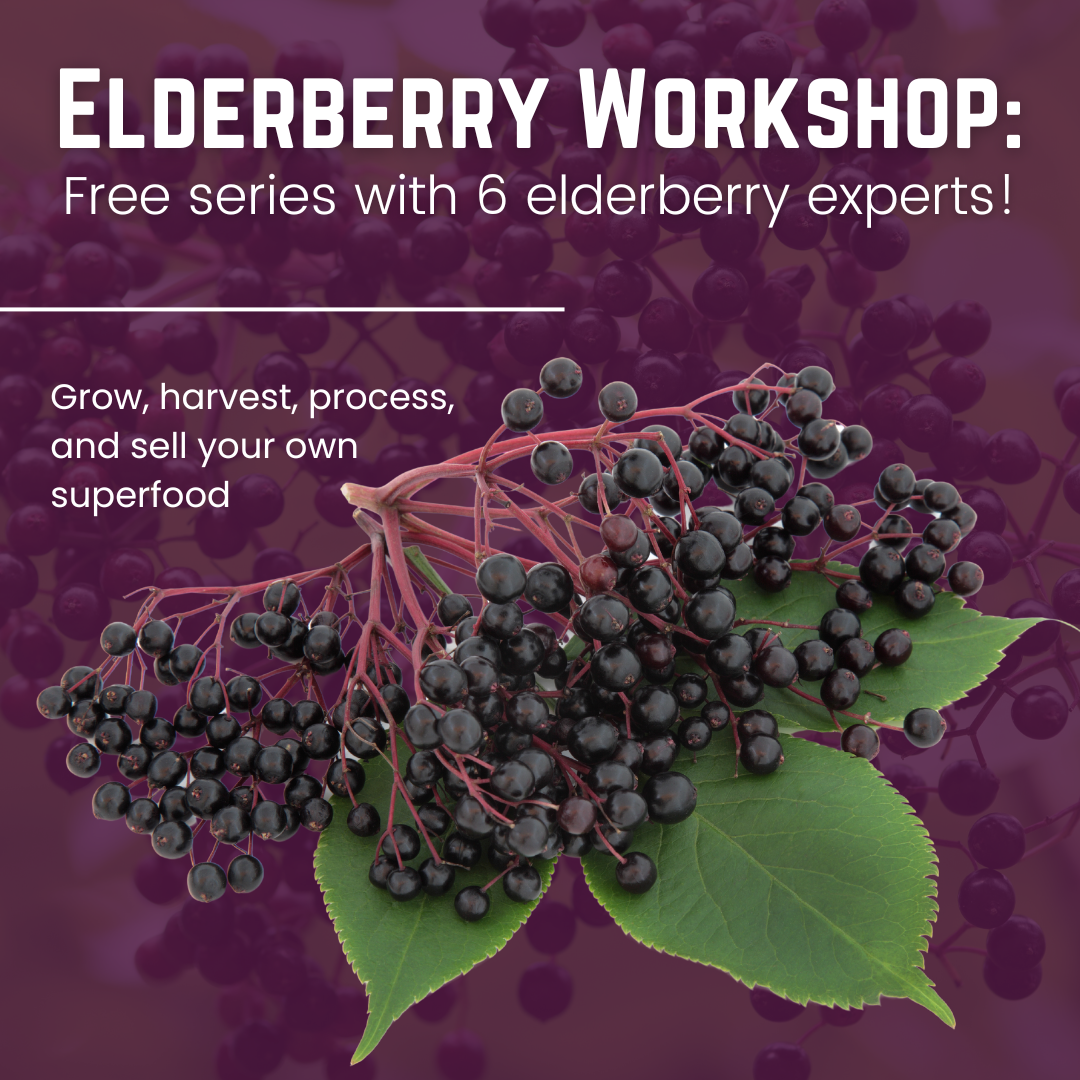 Growing Farmers with Michael Kilpatrick Facebook ad: Elderberries: Free Workshop Series