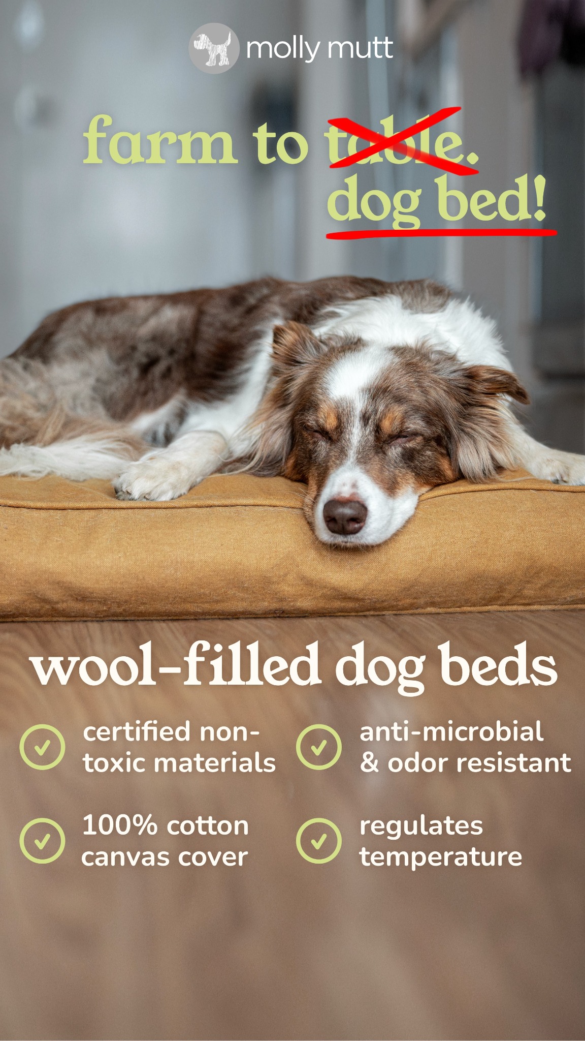 Molly Mutt Facebook ad